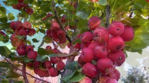 Яблоня полукультурка Воспитанница , Первенец Бурятии, Уральское наливное.