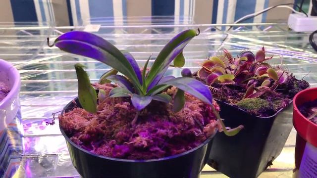 Nepenthes ventricosa and carnivorous / miniature plant updates смотреть онлайн