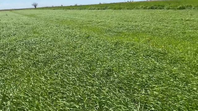 Яровой Ячмень подкормка и гербицид 10.05.2021 смотреть онлайн