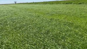 Яровой Ячмень подкормка и гербицид  10.05.2021