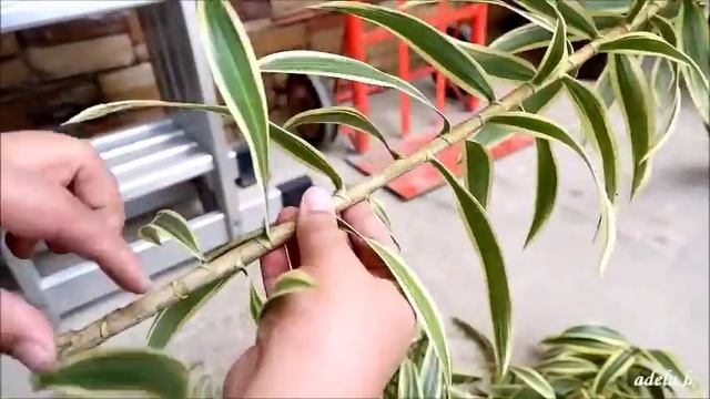 Dracaena Reflexa Propagation in Water and Soil by Stem Cuttings (Instruction) смотреть онлайн