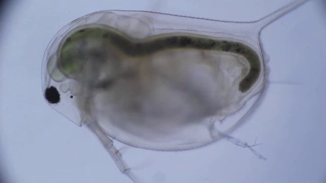 Большая дафния (Daphnia magna) под микроскопом смотреть онлайн