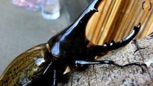 Самые большие жуки в мире