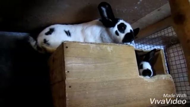 Немецкий Пестрый Великан Строкач:крольчата в гнездышке-чем кормить кроликов смотреть онлайн