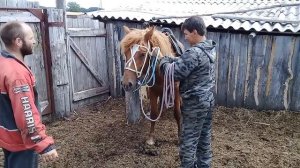 Обучение лошади.