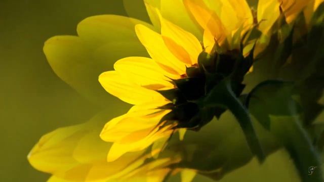 Висит картина на стене ... смотреть онлайн