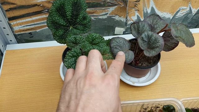 Сеянцы бегоний/ динамика роста смотреть онлайн