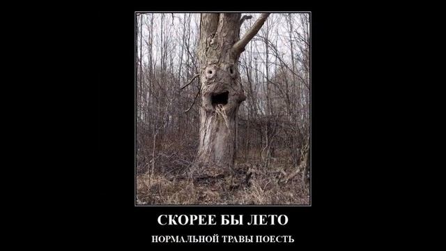 Удивительные и невероятные деревья. Необычные деревья мира. смотреть онлайн