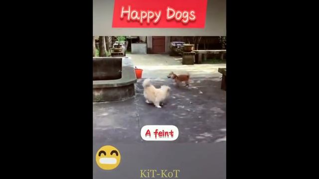 Наши Умные Животные, Лучшая подборка. смотреть онлайн