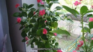 Почему не цветет бальзамин в домашних условиях — основные причины