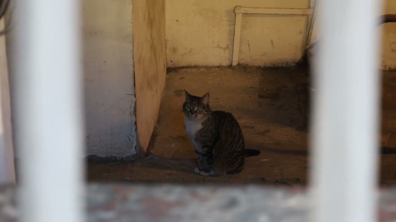 Эрмитажные котики, Санкт-Петербург, 22.04.2022 г. смотреть онлайн