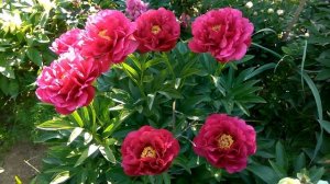 Пионы год 18й Ann Zahller