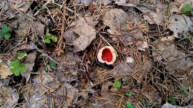 Чибисы и солдатики смотреть онлайн