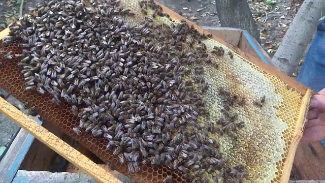 ПОДГОТОВКА ПЧЕЛ К ЗИМЕ! 25.09.2019!