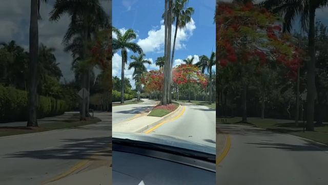 Огненные деревья. смотреть онлайн