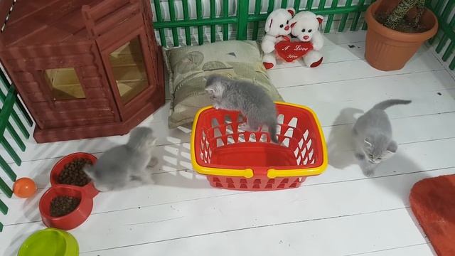 КОРЗИНА С КОТЯТАМИ. Смешные животные hide and seek смотреть онлайн