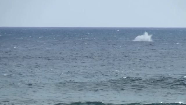 Горбатый кит о. Кауаи, Гавайи. Humpback Whale. Kauai, Hawaii.