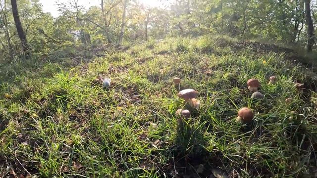МОЖНО ХОМЯКАМ ГРИБЫ / МОЖНО ЛИ ХОМЯКУ ДАВАТЬ ГРИБЫ / хомяки в лесу 3 яХрумка смотреть онлайн