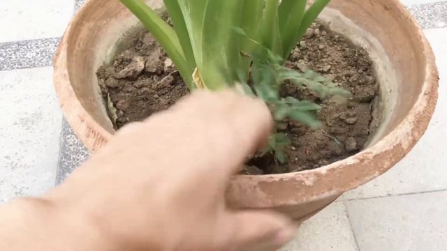 Alocasia cucullata or Buddha palm plant care and propagation tips for beginners смотреть онлайн