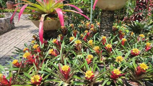 Amazing Beautiful Bromeliad Care Tips For Beginners L Bromeliads Garden Ideas
