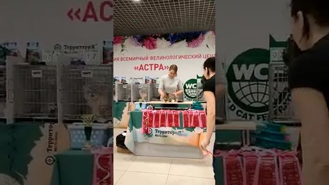 Сибирская кошка Fantasy Crown of Siberia на выставке кошек 04.02.23, фан-шоу Сибирское Чудо смотреть онлайн