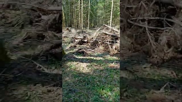 Поиск рогов. Пара оленьих на 9кг и Лосиный рог. смотреть онлайн