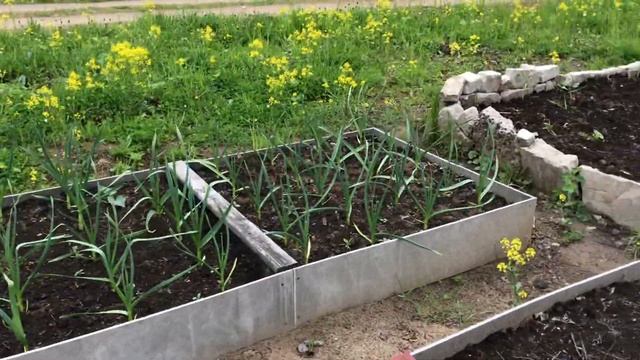 Дача Чайка Ярославль май 2020 смотреть онлайн