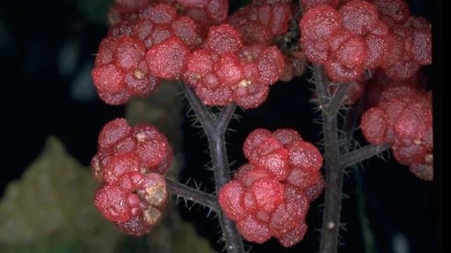 Боль от этого растения может длиться годами смотреть онлайн