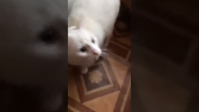 Не только собаку можно научить давать лапу смотреть онлайн