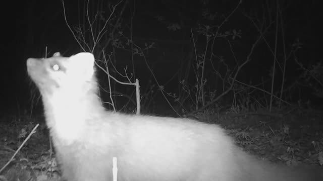 Косуля и куница смотреть онлайн