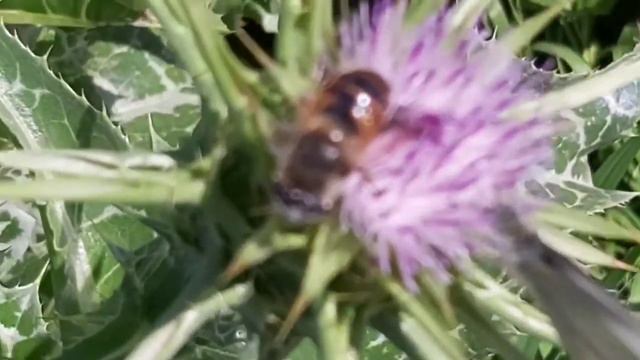 Carpenter Bee | Big Black Bee | Carpenter Bee At Flower | Bumblebee, Carpenter Bee And Pollination смотреть онлайн