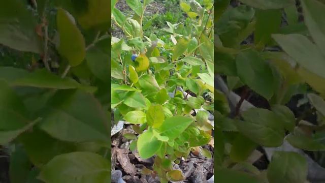 Голубика, сорт Дюк! Первое плодоношение 3х летнего куста. смотреть онлайн