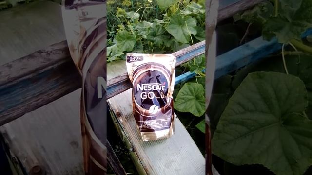 Улитки и Слизни на листьях Огурцов и метод их устранения смотреть онлайн