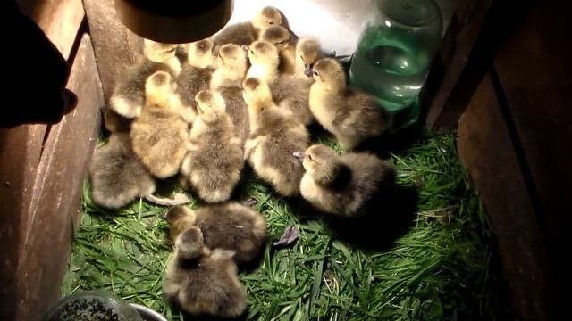 Гусята вылупились,первые сутки жизни.Goslings hatched, the first day of life. смотреть онлайн