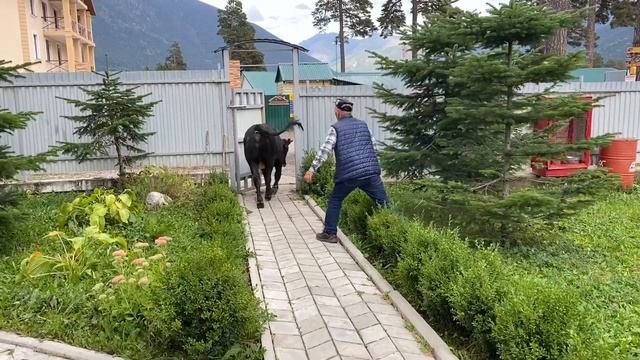 Архыз/КЧР/Карачаево-Черкесская Республика/Знакомимся с Архызом, гуляем по окрестностям смотреть онлайн
