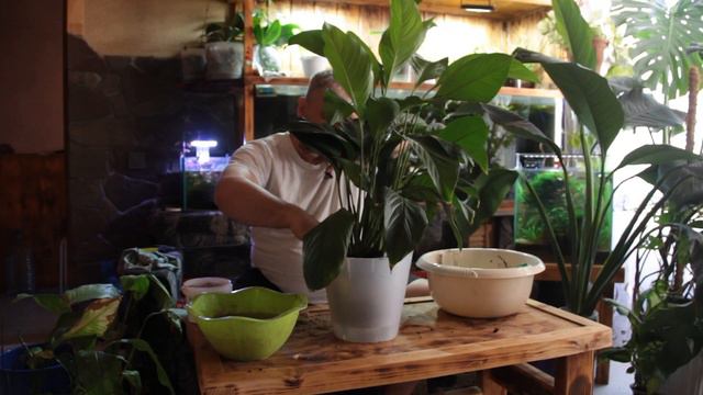 Пересадка СПАТИФИЛЛУМА вырос ШИКАРНЫЙ цветок смотреть онлайн