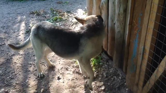 Собака Тапир гоняется за хвостом смотреть онлайн