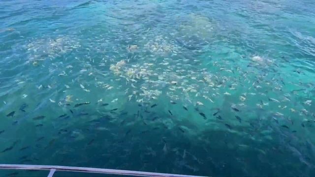 Национальный Морской Парк Святой Анны, (Ste. Anne Marine National Par) смотреть онлайн