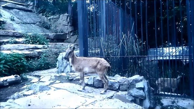 Винторогий козел. Funny animals. Зоопарк в Москве. Moscow Zoo смотреть онлайн