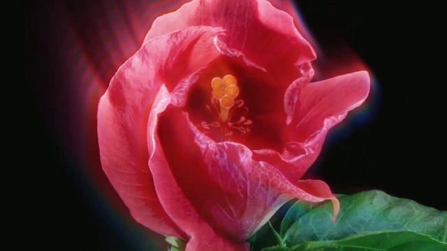 Hibiscus emisunshine смотреть онлайн