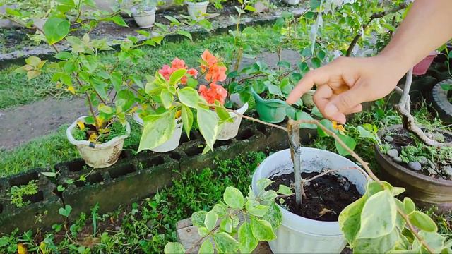 Bougainvillea Variety, Aussie Gold Variegated |  Features And Caring Tips