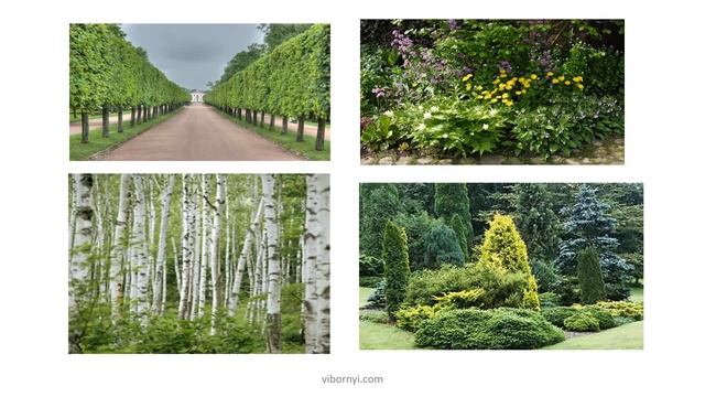 Основы композиции для  ландшафтного дизайнера