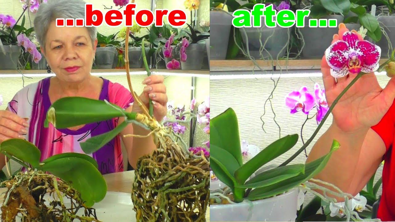 Орхидея прожила 10 лет, и после омоложения зацвела.   Она ищет новый дом!!!