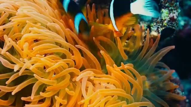 расслабляющая музыка | Free movies 2022 full movie смотреть онлайн