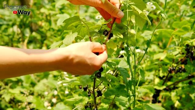 ДАЙТЕ СМОРОДИНЕ ЛИМОННУЮ КИСЛОТУ И БУДЕТЕ СОБИРАТЬ УРОЖАЙ ВЕДРАМИ!! УХОД ЗА СМОРОДИНОЙ ВЕСНОЙ! смотреть онлайн