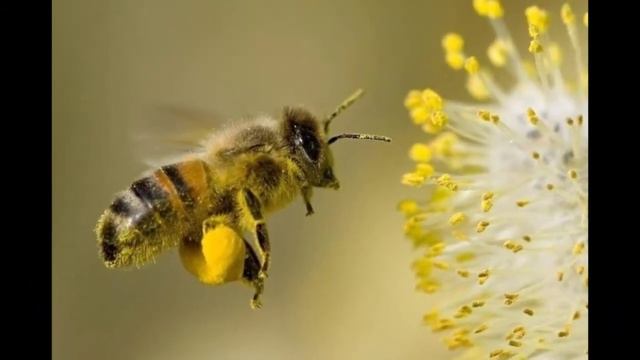 AsalAri haqida qiziqarli fakt смотреть онлайн