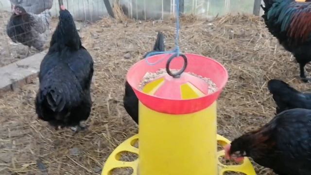 Себестоимость Инкубационного Яйца Марана В Нашем Хозяйстве // Часть-1 Яйцо // С.Х.У смотреть онлайн