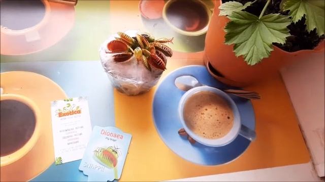 ХИЩНОЕ ДОМАШНЕЕ РАСТЕНИЕ КУШАЕТ КОМАРОВ ДОМА, КУПИЛА СЕБЕ ВЕНЕРИНУ МУХОЛОВКУ