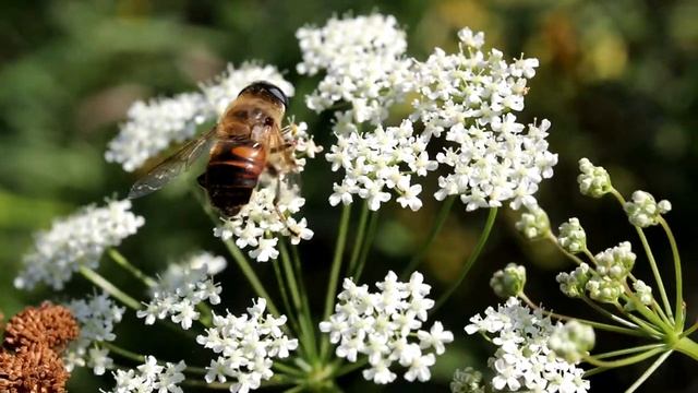 Ильница цепкая, или пчеловидка обыкновенная. Eristalis tenax. Насекомые Беларуси. смотреть онлайн