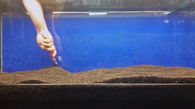 Java Fern On Driftwood - Time Lapse смотреть онлайн